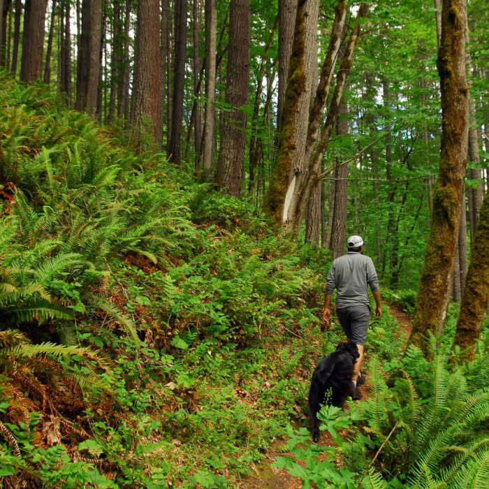 Near Camp Creek Falls Hike