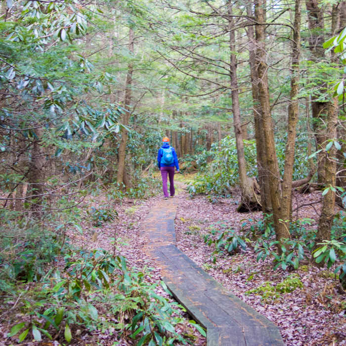 More boardwalk on the Moss-Hanne Trail. Near Allegheny Front Trail