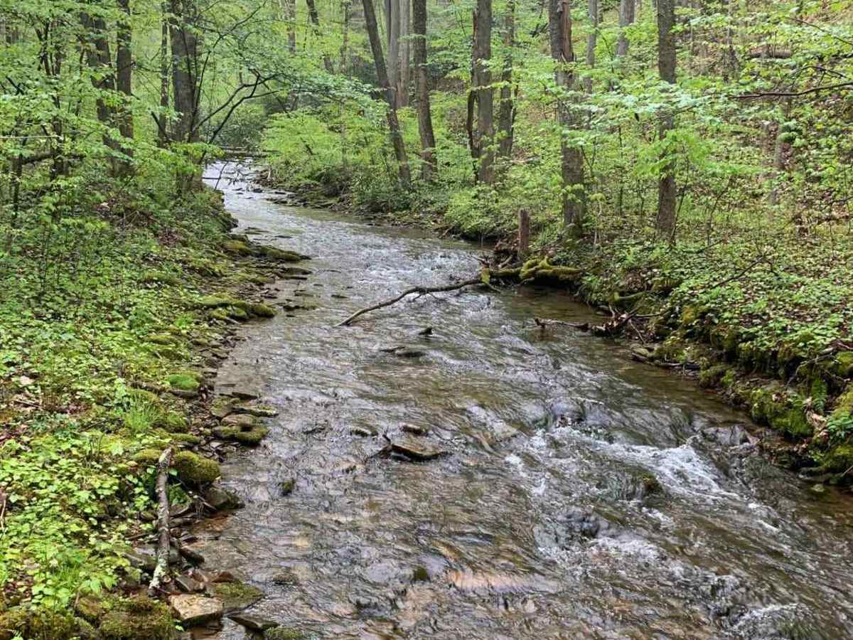 Dark Hollow Trail trail photo