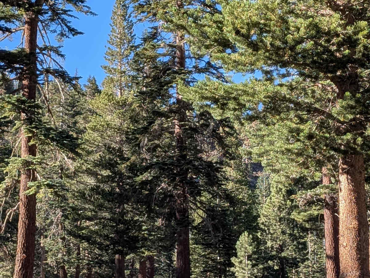 Red Fir Road - FS3S24 photo 4