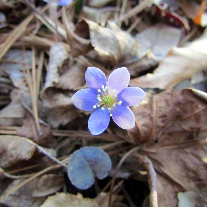 Near Robin's Trail