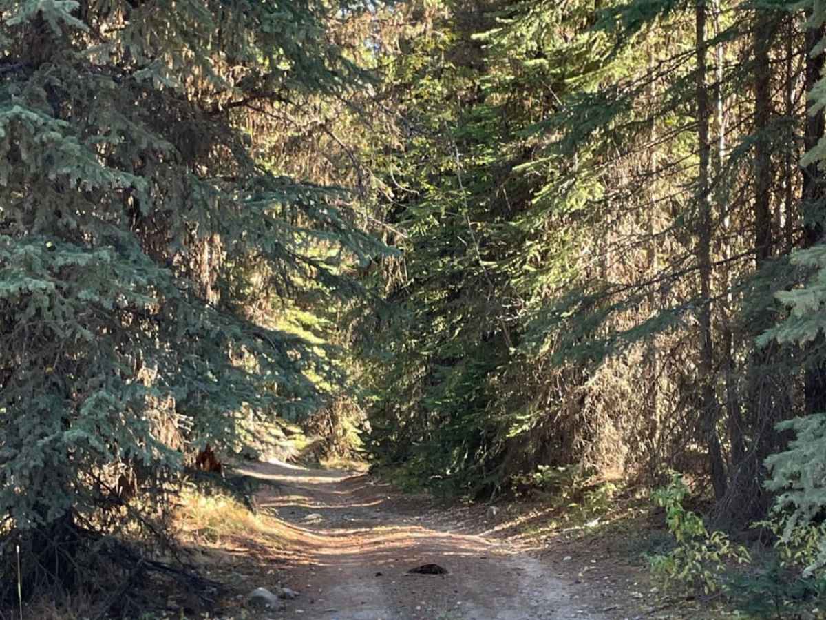 Beaver Lake Road to Haddo Lake Rec Site photo 4