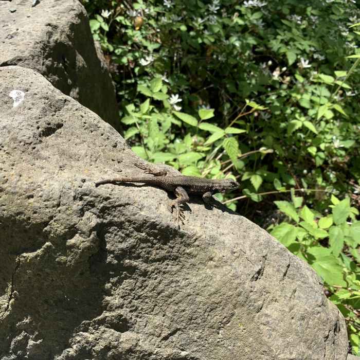 Trail pet Near Wild Iris Ridge Loop