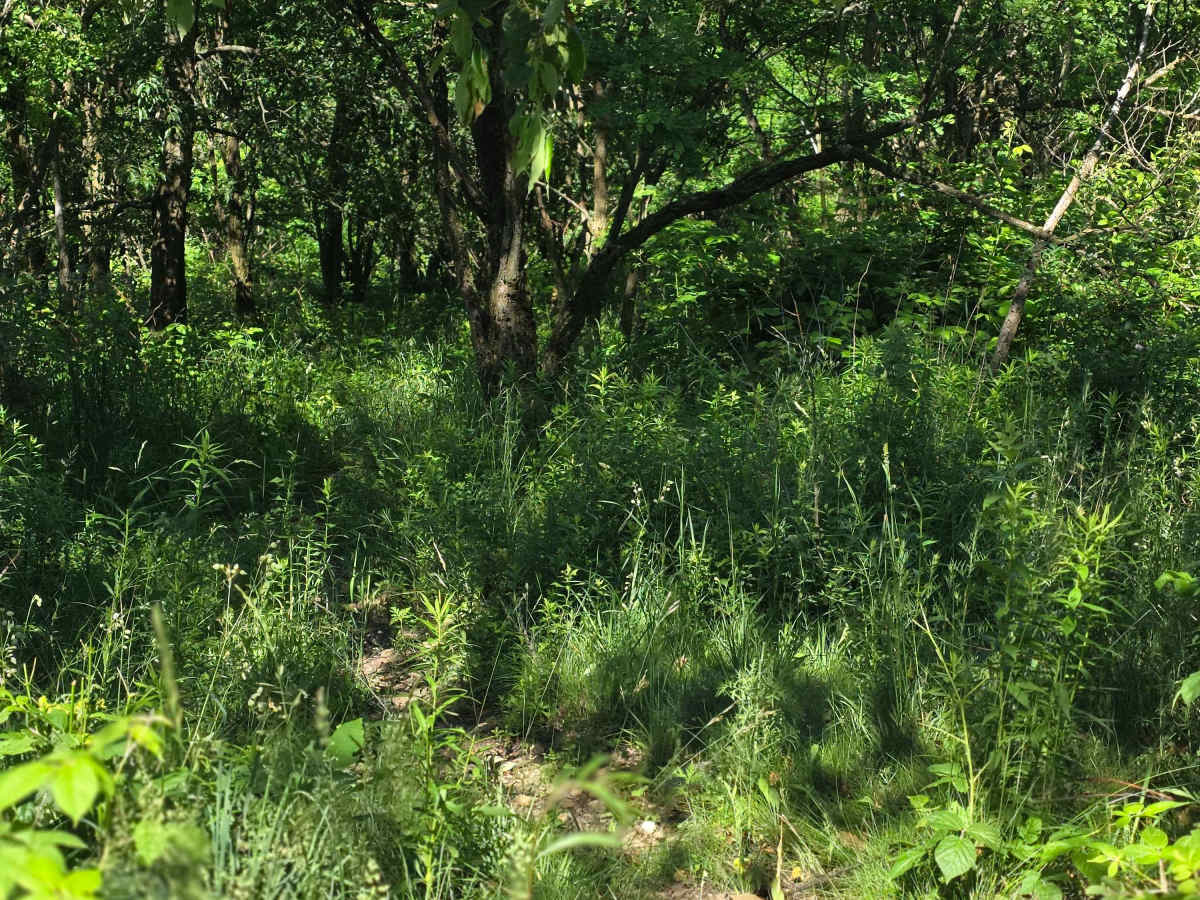 Single Track S1 photo 2