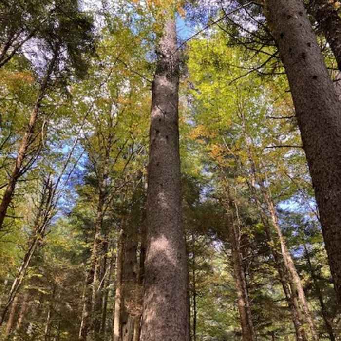 Near Spruce Mountain Trail