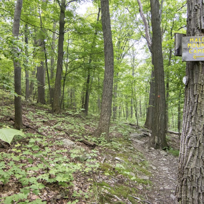 Near Overlook Trail to Lambs Hill