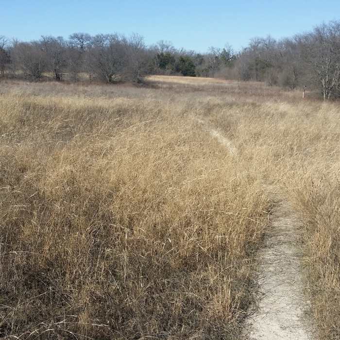 Wildflower Meadow ripples like the sea in the wind. Near Spring Creek Forest Preserve