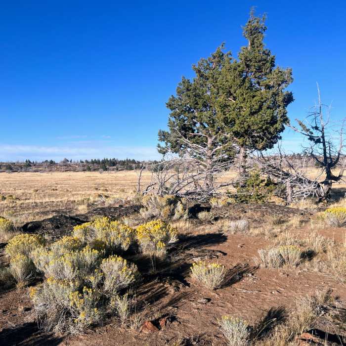 Near Frenchglen to Jack Mountain Road Near Frenchglen to Jack Mountain Road