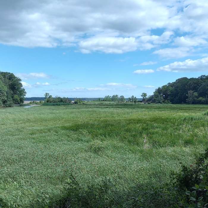 Eagle nest in the trees to the left, eagles were gliding due to the stiff breeze off of the river. Near Caledon West Side to the Marsh