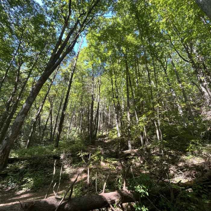 Near Coosa Backcountry