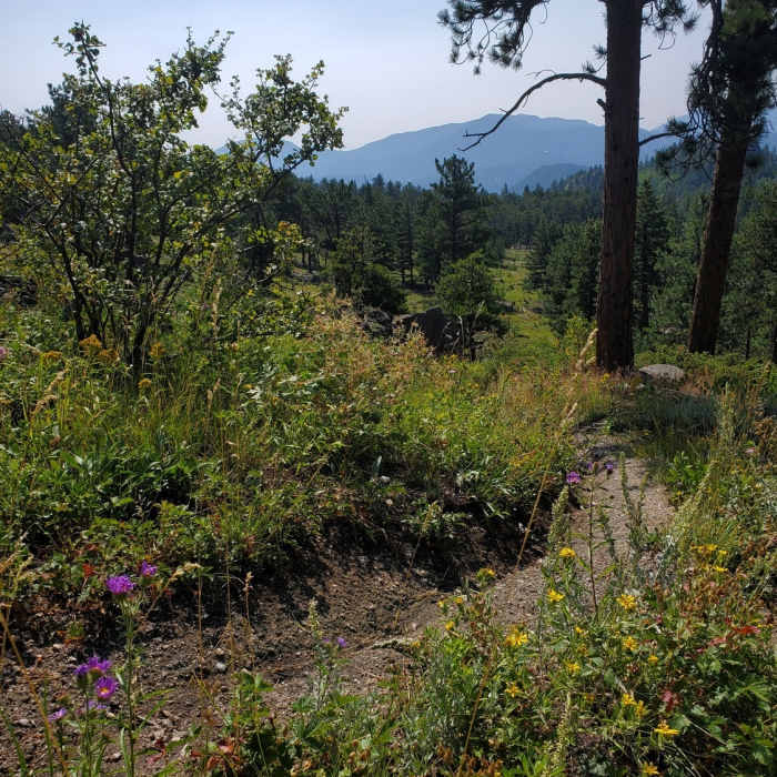 Near Twin Sisters Peak Trail