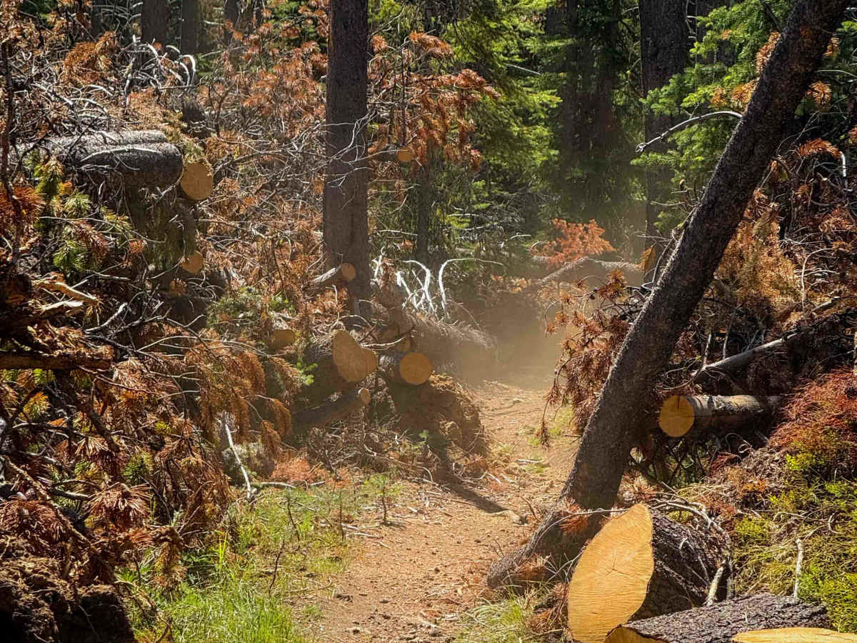 First Creek - FS 1374  photo 5