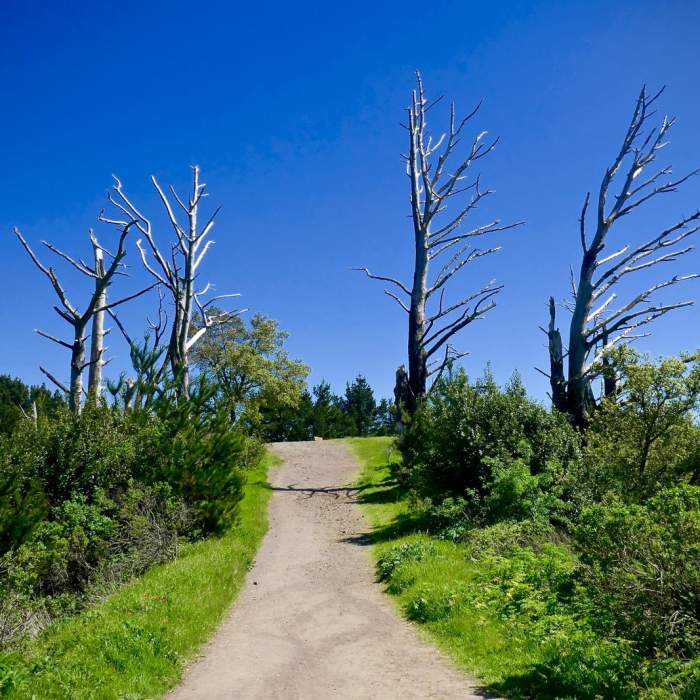 Near Seaview Trail to Inspiration Point