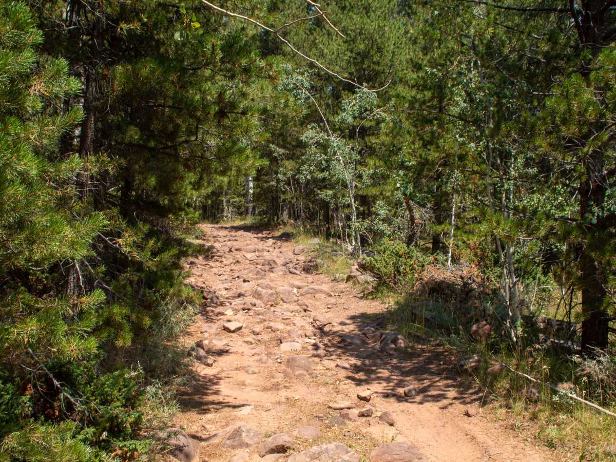 East Ashley-Grasshopper trail photo