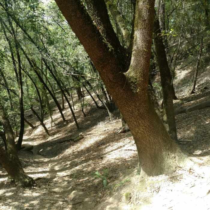 Near Waterfall Trail