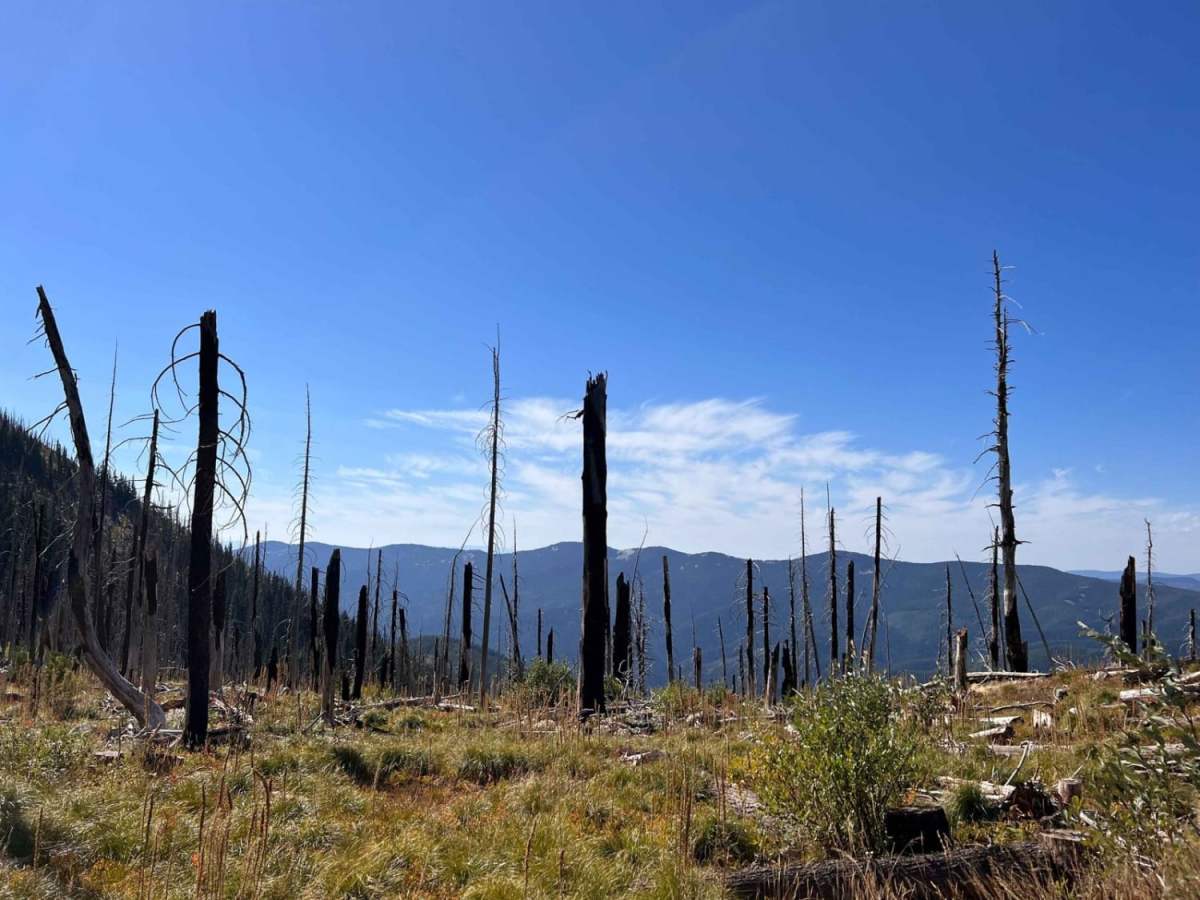 Pilgrim Creek Trail photo 4
