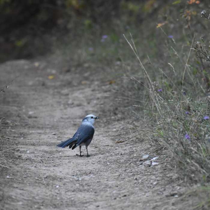 Near Historic Curry Cabin + Sawmill Gulch Loop