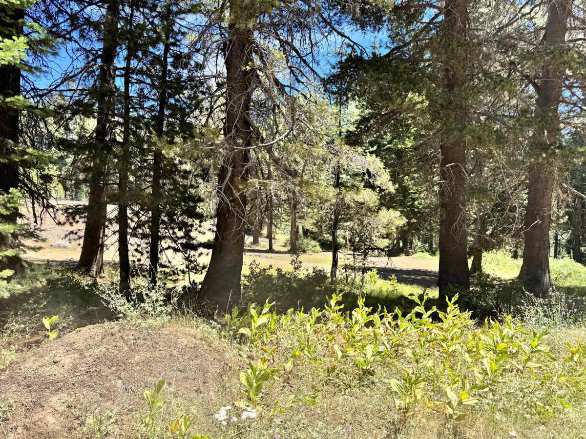 Herring Creek - FS 4N12 photo 4