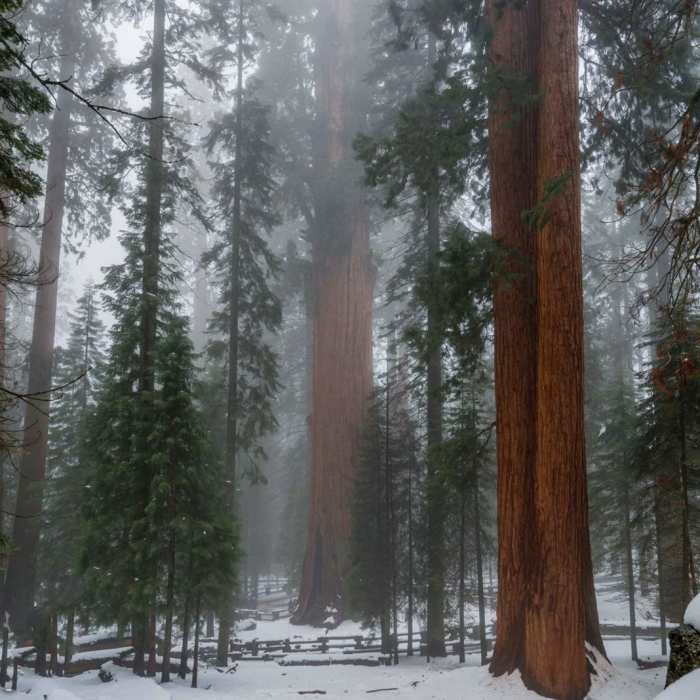 Near General Sherman