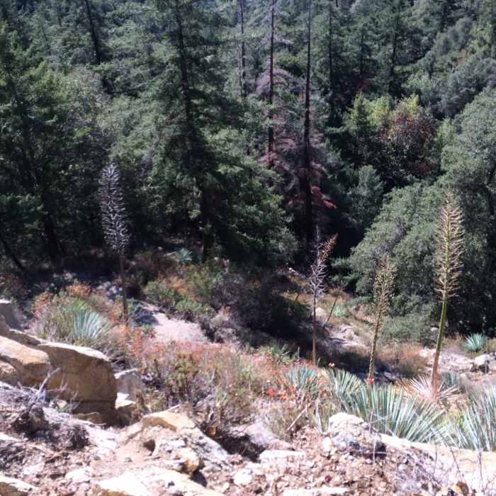 Most challenge part of the Mt Wilson trail. Be sure to use your hands as well. Near Mt. Wilson Trail #11W22