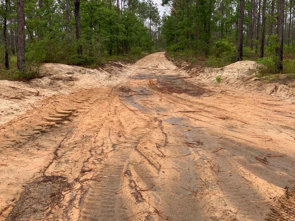 C115 trail photo