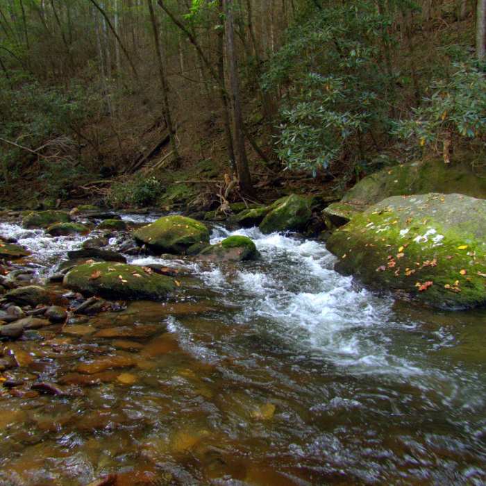Near Conasauga River Trail Near Conasauga River Trail