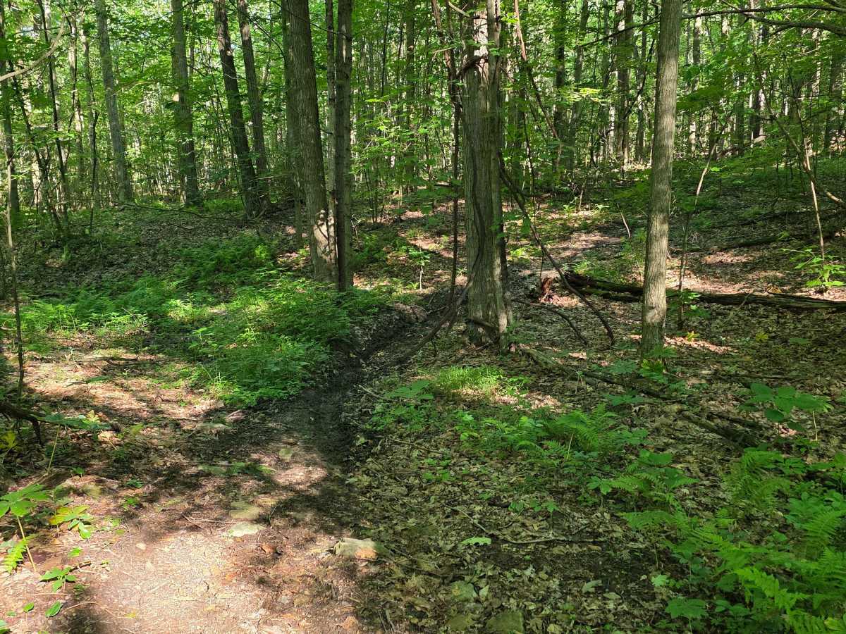 Single Track C6 photo 4