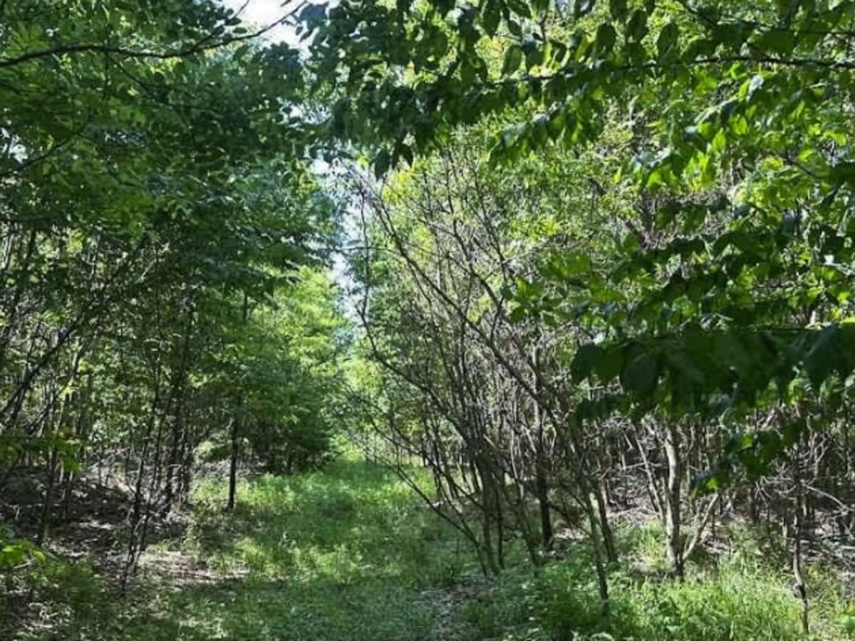 5A photo 5