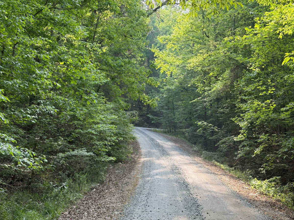 Green Gap - FS 6584 photo 2