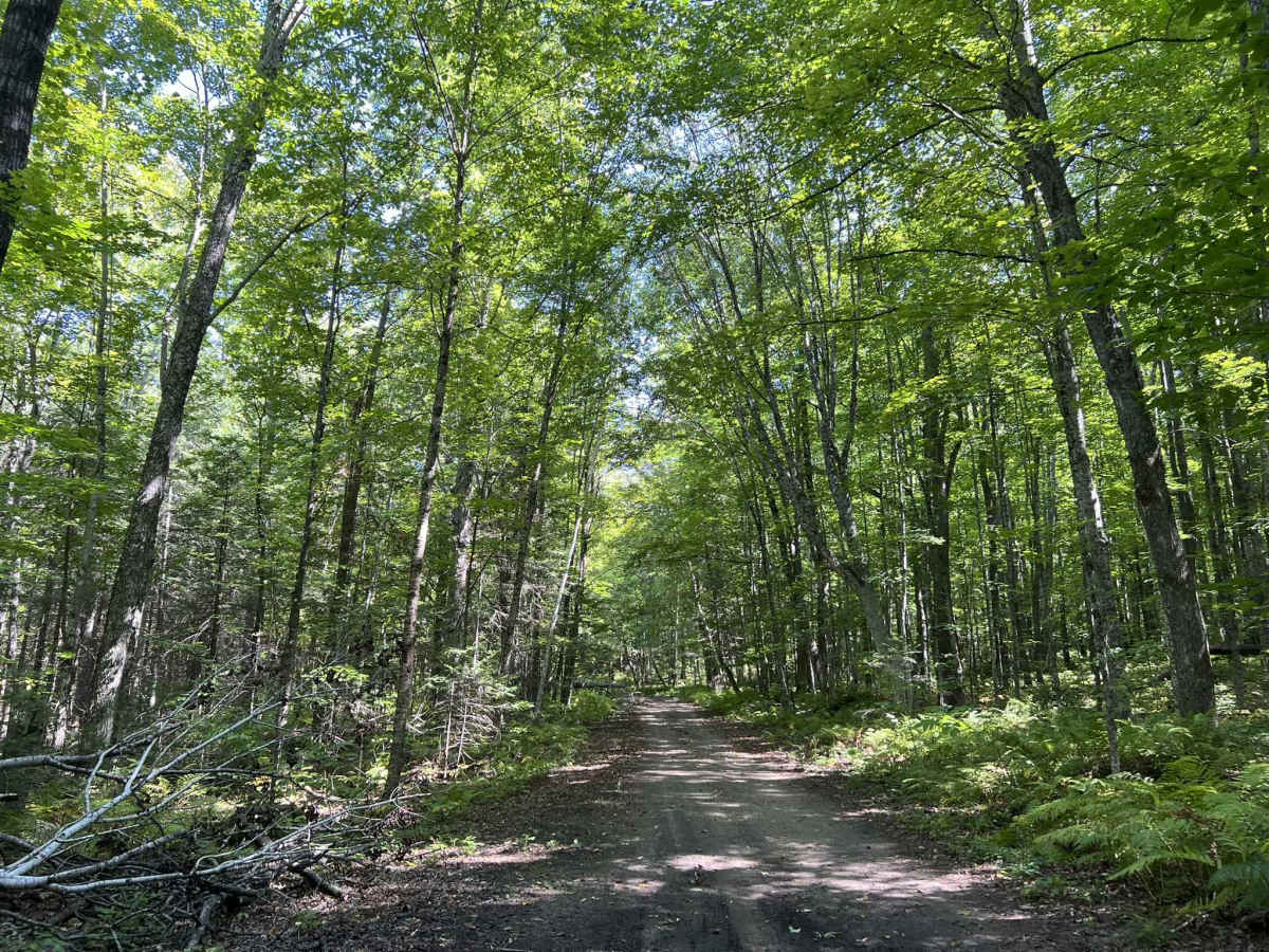 Cloud Lake Road - FS 2142 photo 4