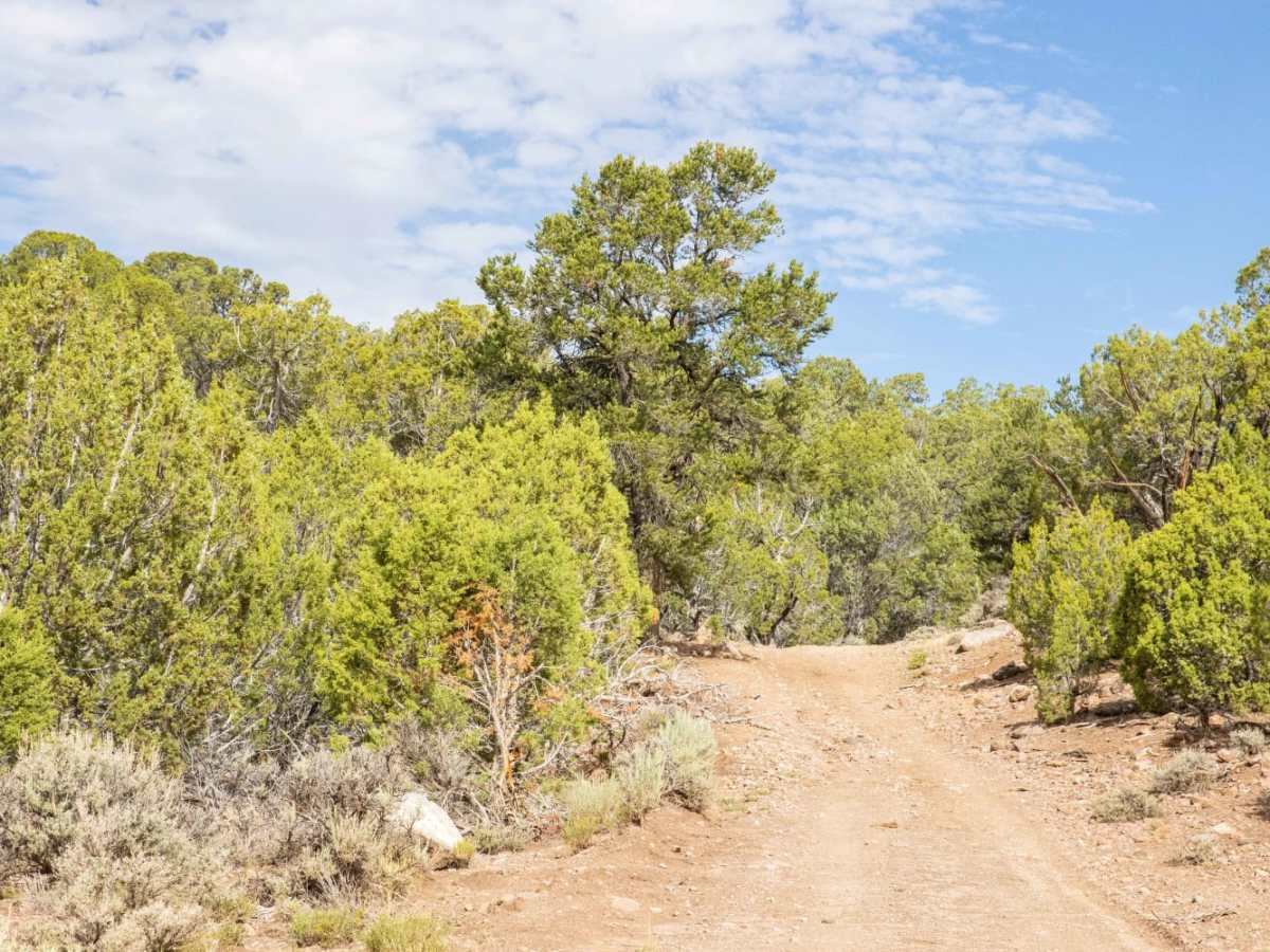 Cedar Rocks Road trail photo