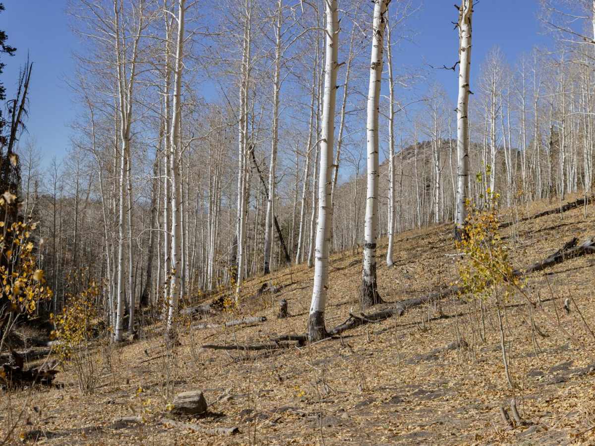 Clear Creek-Woods Lake photo 6