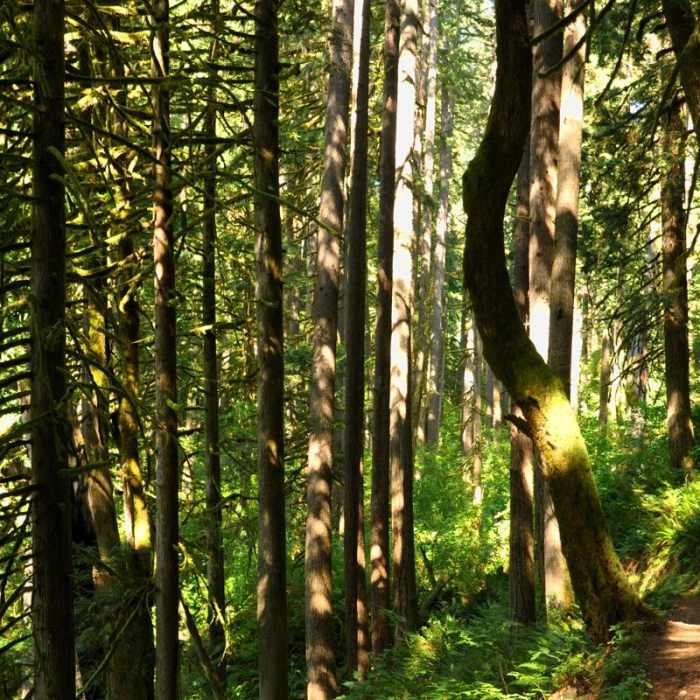 Near South Baker Lake Trail