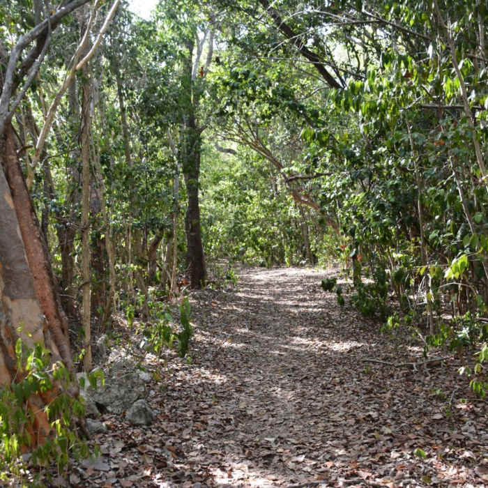 Path under hardwoods Near Dagny Johnson Park