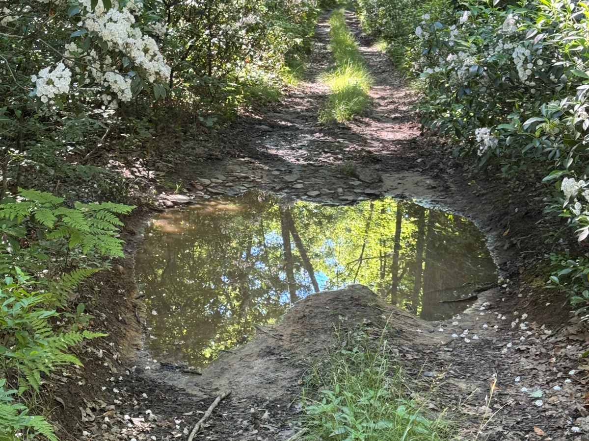 Francis Trail photo 4