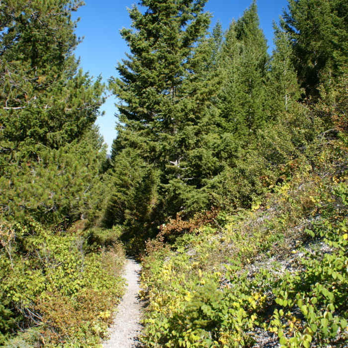 Near Garnet Mountain Trail (85)