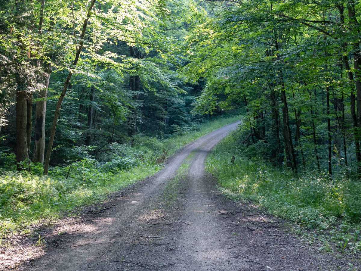 Gordon Forest Road photo 6