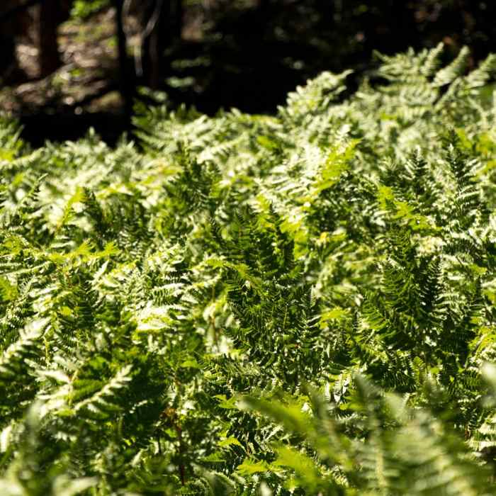 Near Lilypad Lake Via Poison Canyon Trail
