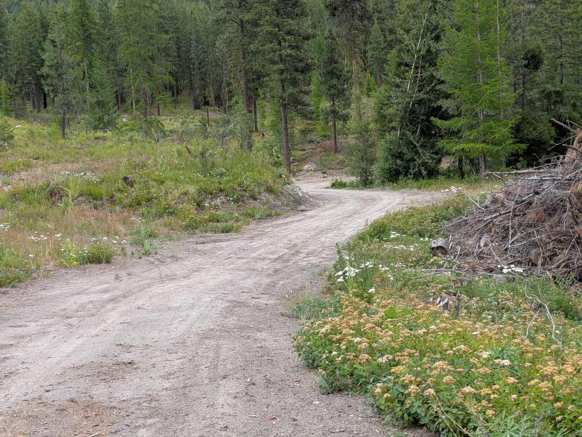Chiliwist Creek Road trail photo