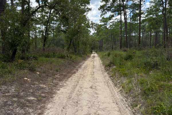 Ocala National Forest - 445-2.3