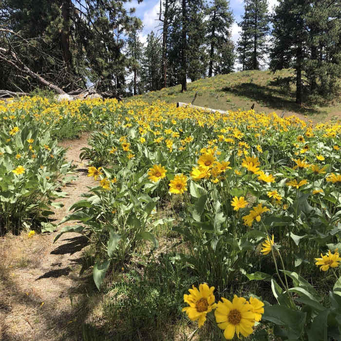 Near Station Creek to Bald Mountian