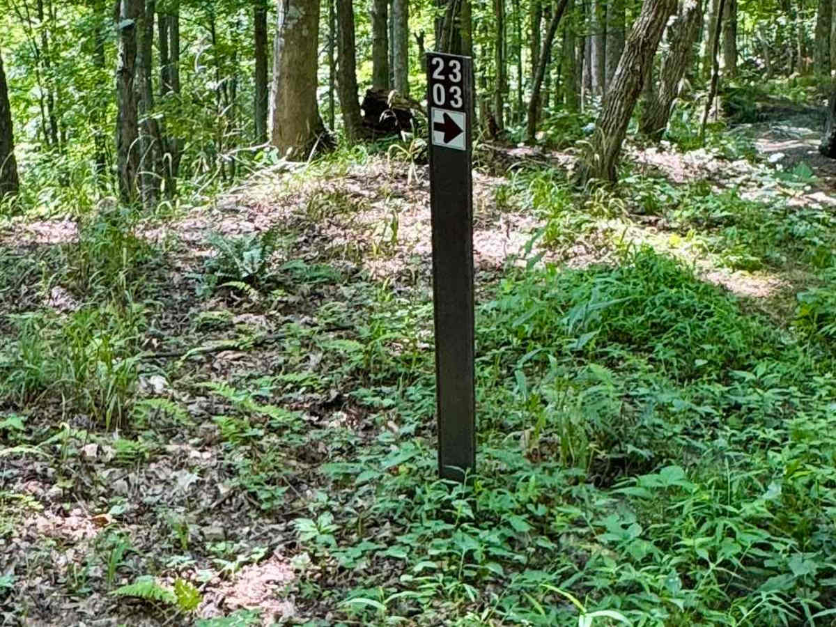 2303 Black trail photo