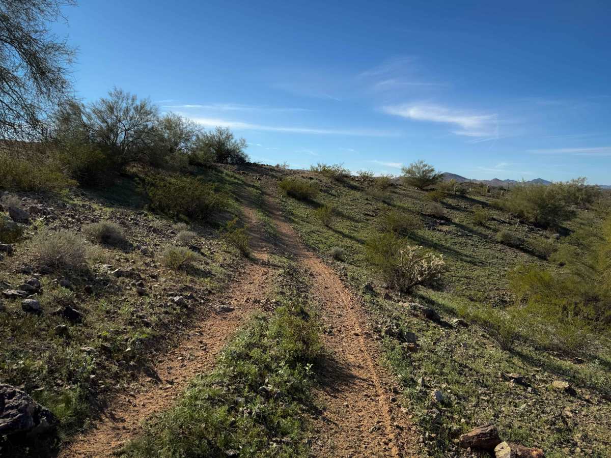 Ocotillo photo 6
