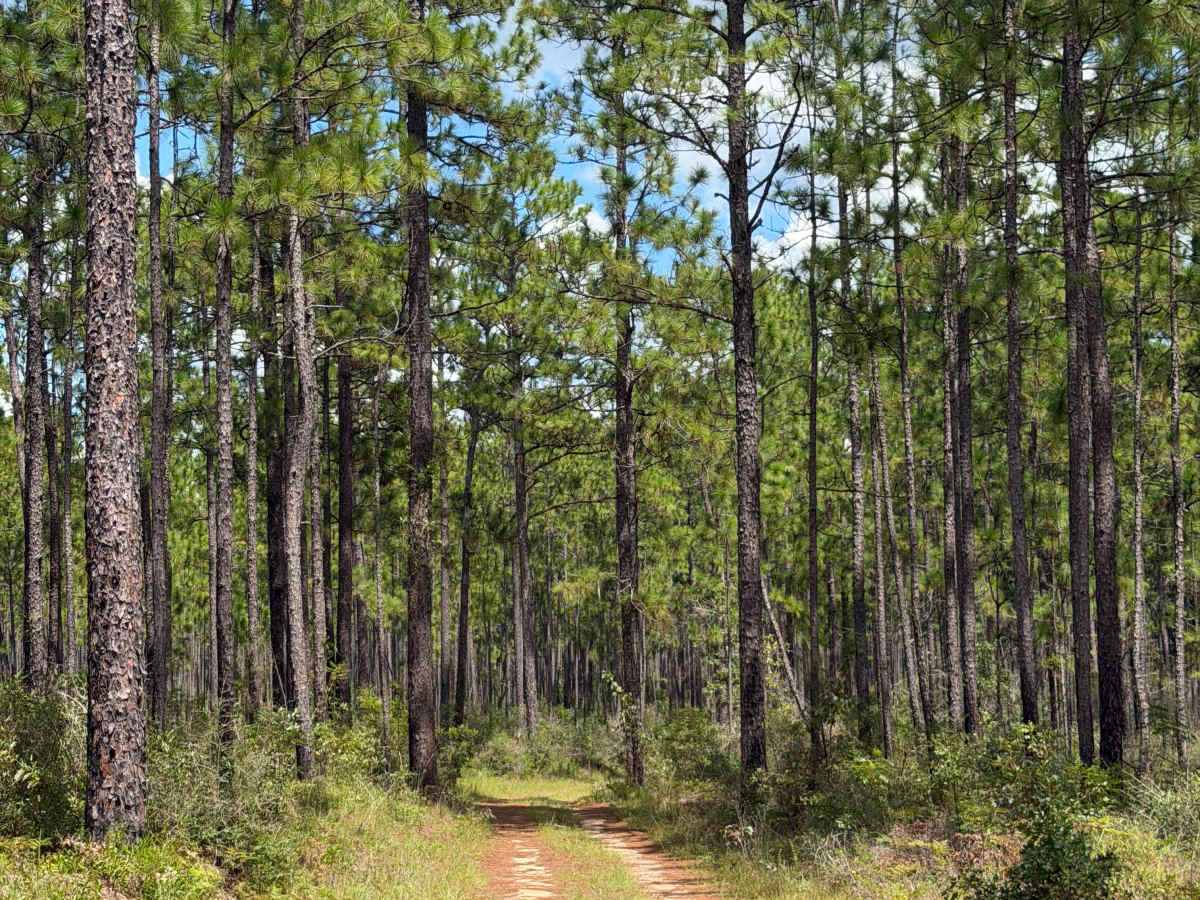 Blackwater River R84 photo 4