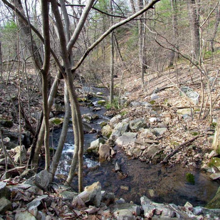 Creek Boyd Big Tree State Park Harrisburg PA 2328 Near Boyd Big Tree Loop Hike