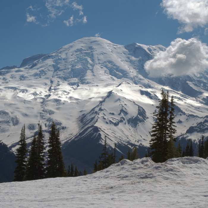 Near Silver Forest