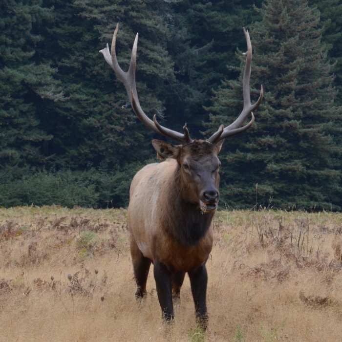 Bull elk in Elk Prairie. Near West Prairie Trail