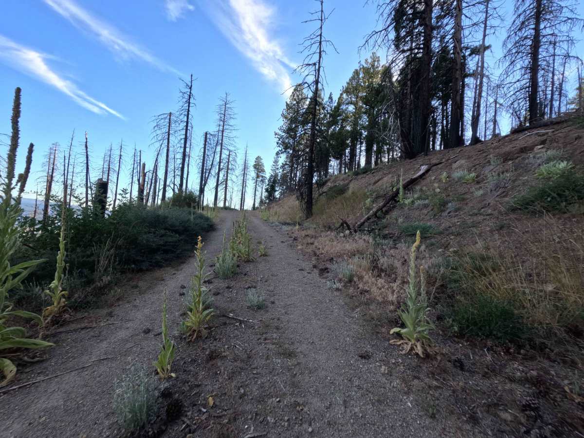 Trough Ridge Spur A - FS 24N05A photo 5