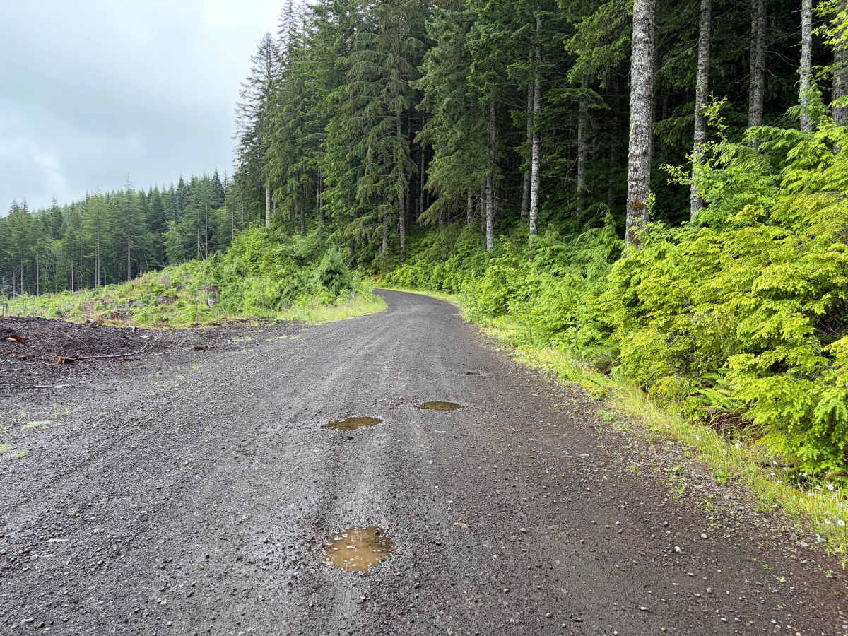 Salmonberry Road photo 2