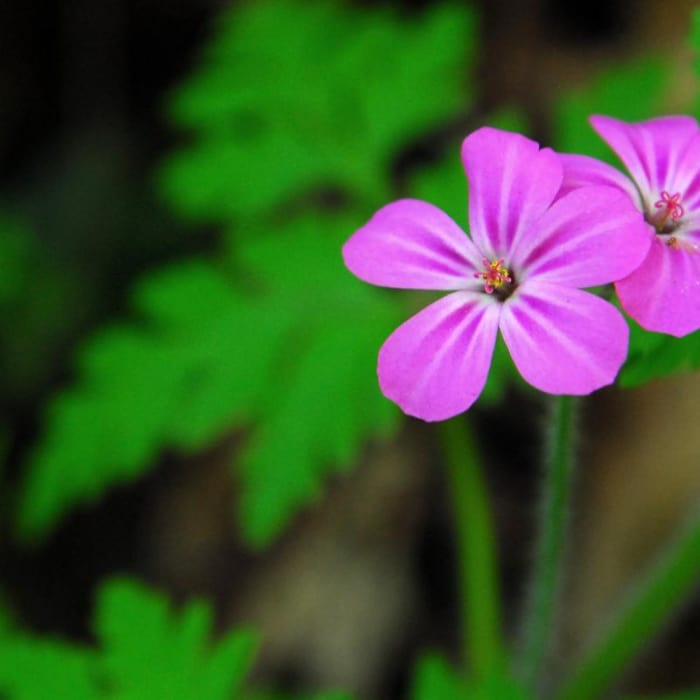 Near Marquam Nature Park + Trail